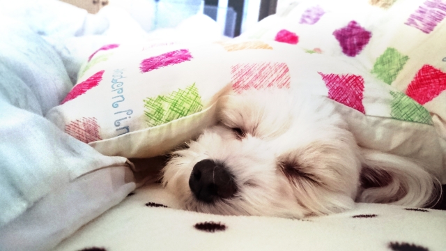 快眠できること